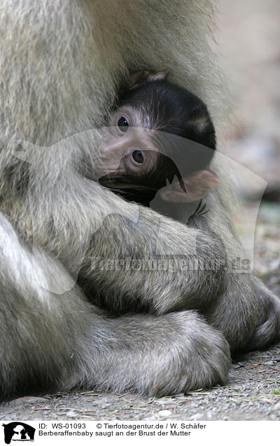 Berberaffenbaby saugt an der Brust der Mutter / barbary ape baby / WS-01093