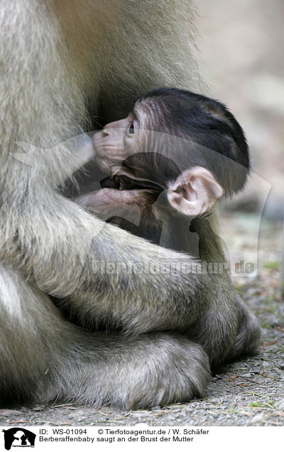 Berberaffenbaby saugt an der Brust der Mutter / barbary ape baby / WS-01094