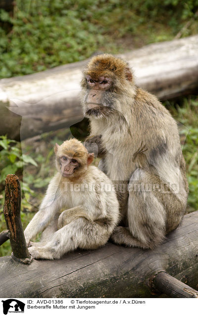 Berberaffe Mutter mit Jungem / ape mother with young ape / AVD-01386