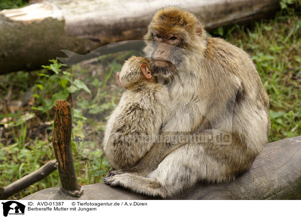 Berberaffe Mutter mit Jungem / AVD-01387