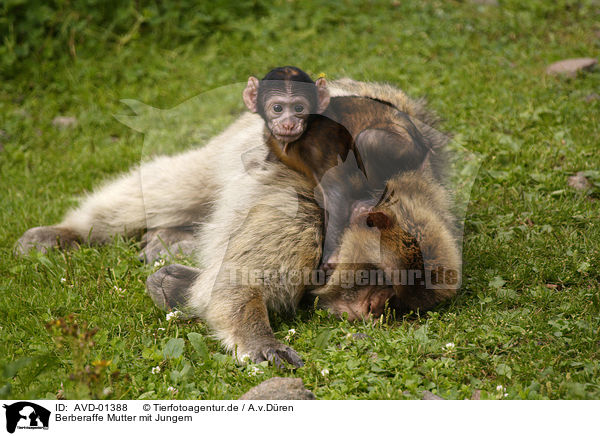 Berberaffe Mutter mit Jungem / AVD-01388