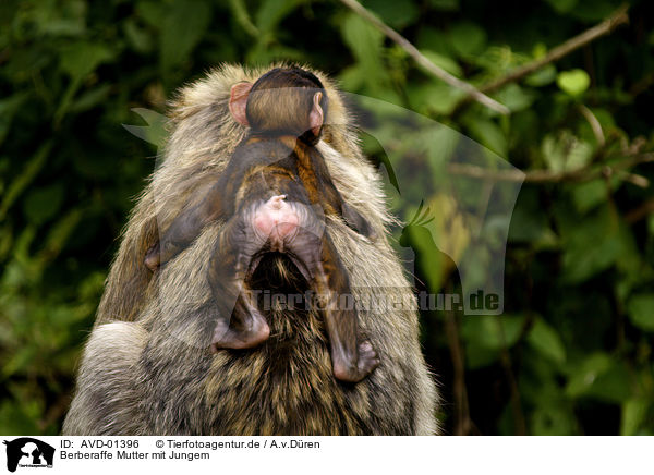 Berberaffe Mutter mit Jungem / AVD-01396