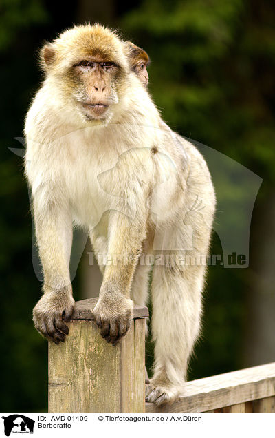 Berberaffe / AVD-01409