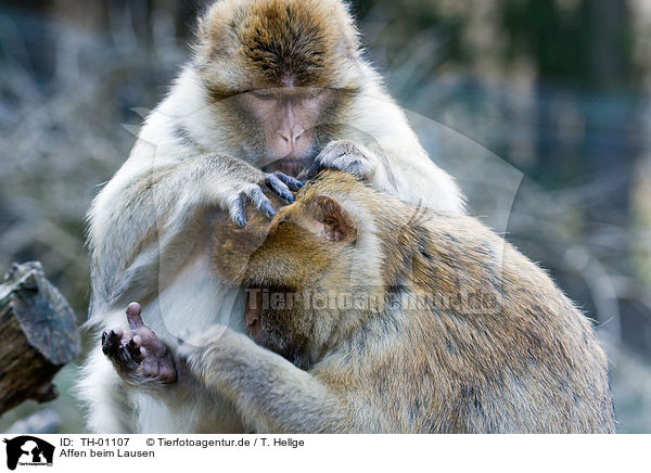 Affen beim Lausen / lousing apes / TH-01107