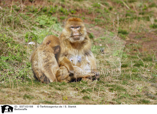 Berberaffe / barbary ape / SST-03188