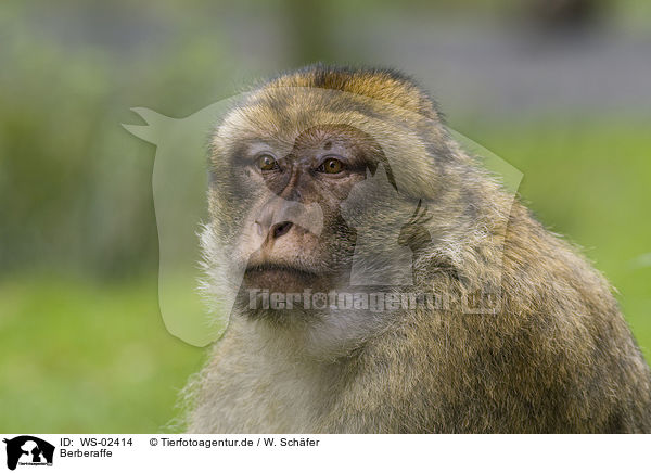 Berberaffe / barbary ape / WS-02414