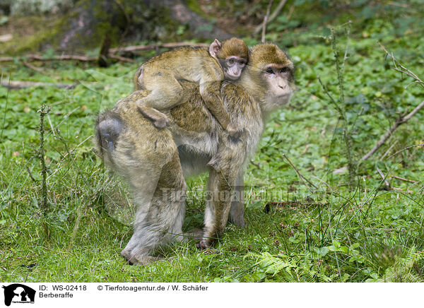 Berberaffe / barbary ape / WS-02418