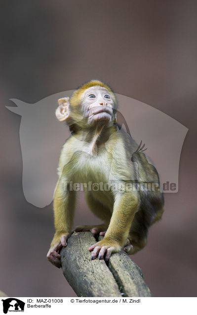 Berberaffe / barbary ape / MAZ-01008