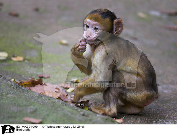 Berberaffe / barbary ape / MAZ-01009