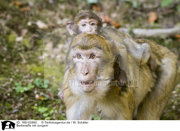 Berberaffe mit Jungem / barbary apes / WS-02880