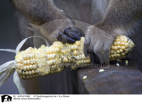 Hnde eines Berberaffen / barbary ape hands / AVD-01980