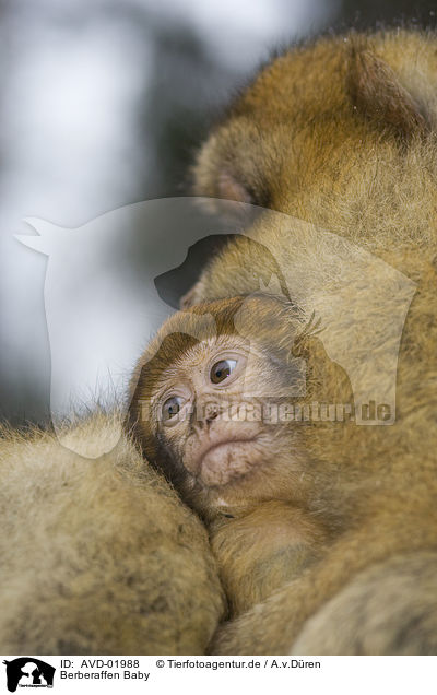 Berberaffen Baby / AVD-01988