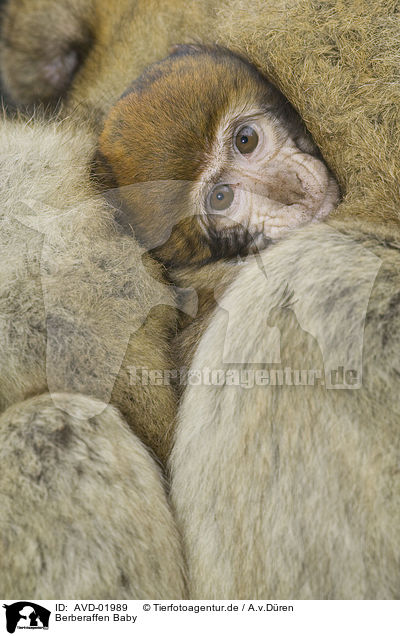 Berberaffen Baby / AVD-01989