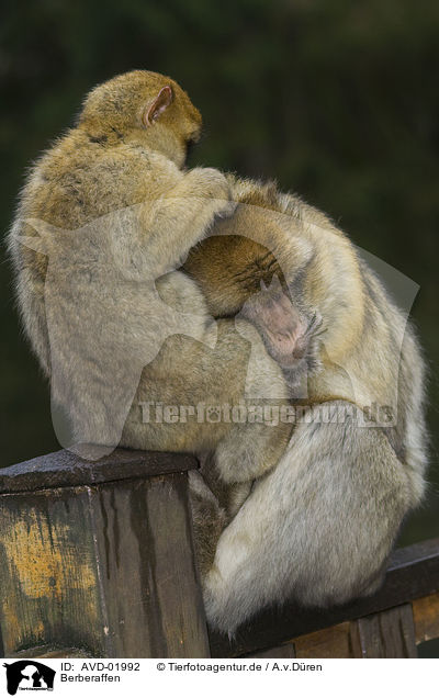 Berberaffen / AVD-01992