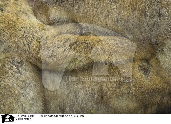 Berberaffen / AVD-01993