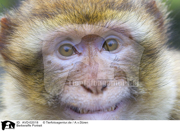 Berberaffe Portrait / barbary ape portrait / AVD-02018