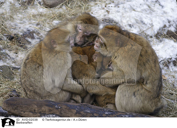 Berberaffen / barbary apes / AVD-02038