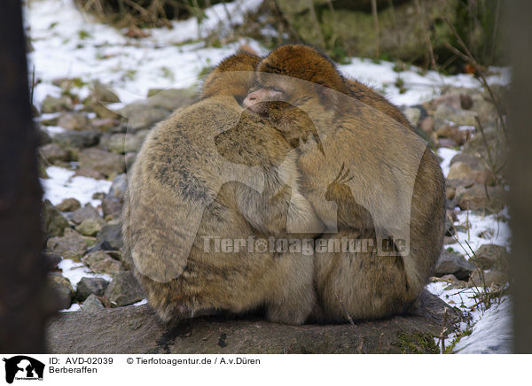 Berberaffen / AVD-02039