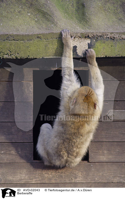 Berberaffe / barbary ape / AVD-02043