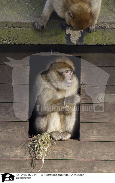 Berberaffen / barbary apes / AVD-02044