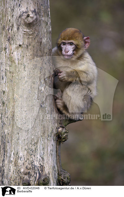 Berberaffe / barbary ape / AVD-02046