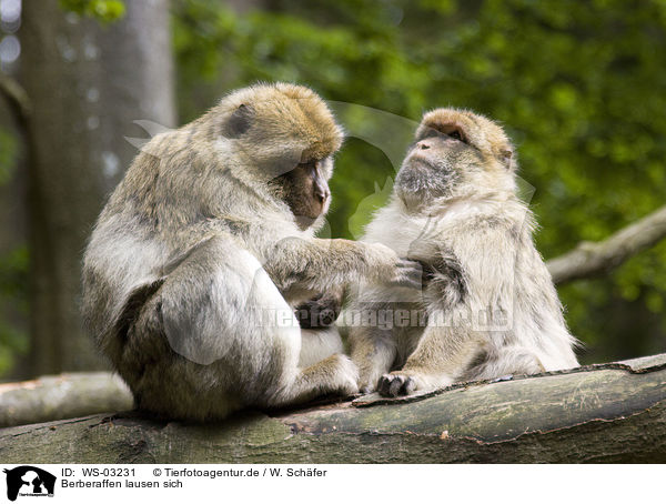 Berberaffen lausen sich / barbary apes delouse each other / WS-03231