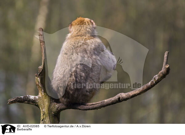 Berberaffe / barbary ape / AVD-02085