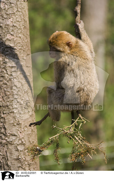 Berberaffe / barbary ape / AVD-02091