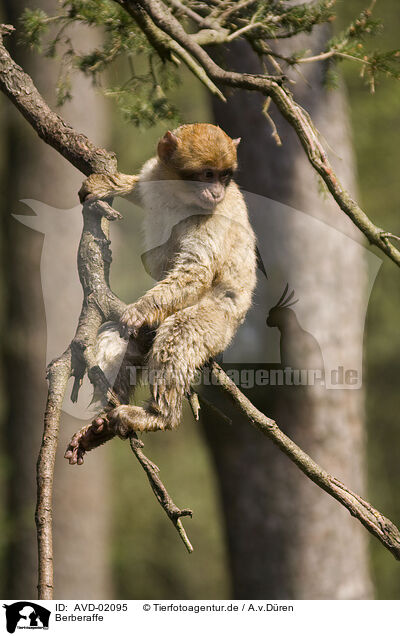 Berberaffe / barbary ape / AVD-02095