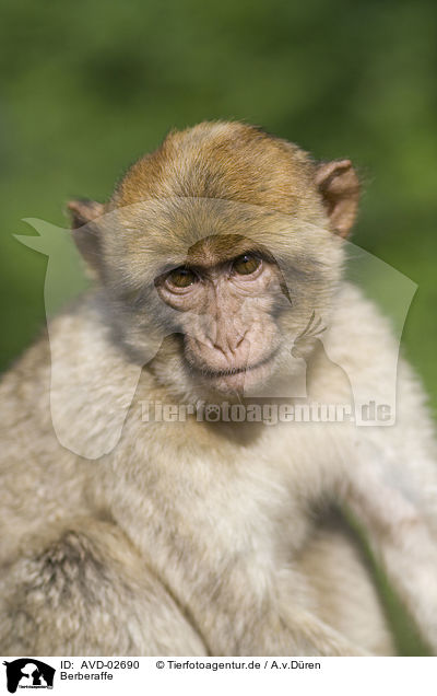 Berberaffe / barbary ape / AVD-02690