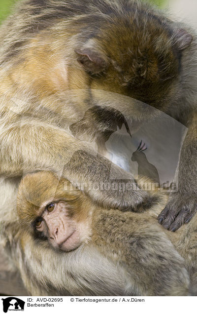 Berberaffen / AVD-02695