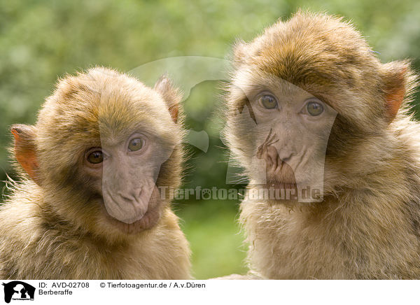 Berberaffe / barbary ape / AVD-02708