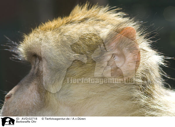 Berberaffe Ohr / barbary ape ear / AVD-02718