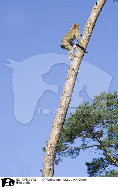 Berberaffe / barbary ape / AVD-02721