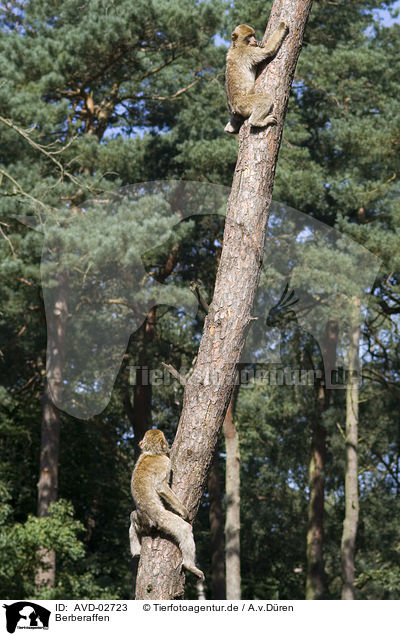 Berberaffen / AVD-02723