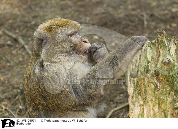 Berberaffe / WS-04571