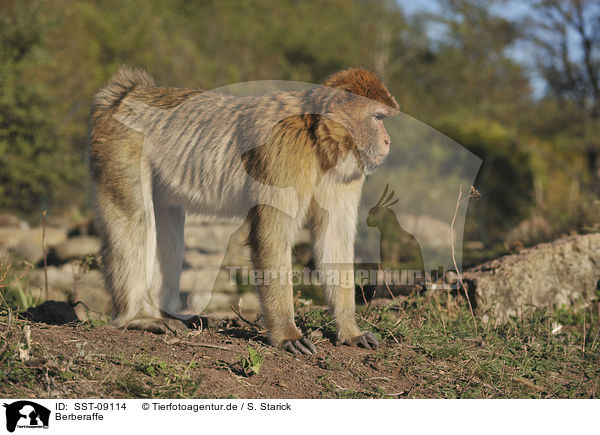 Berberaffe / magot / SST-09114