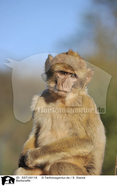 Berberaffe / magot / SST-09118