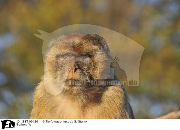 Berberaffe / magot / SST-09126