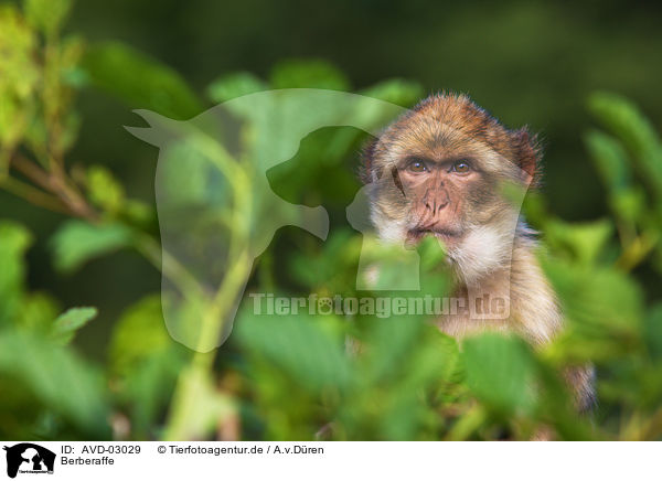 Berberaffe / magot / AVD-03029