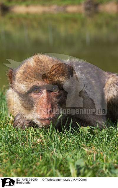 Berberaffe / magot / AVD-03050