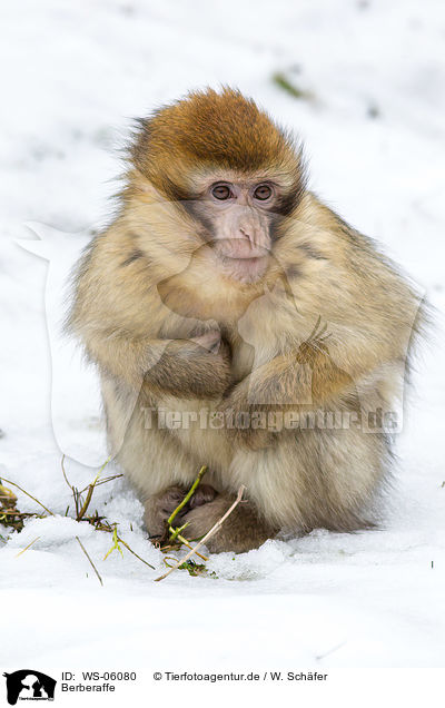 Berberaffe / Barbary ape / WS-06080