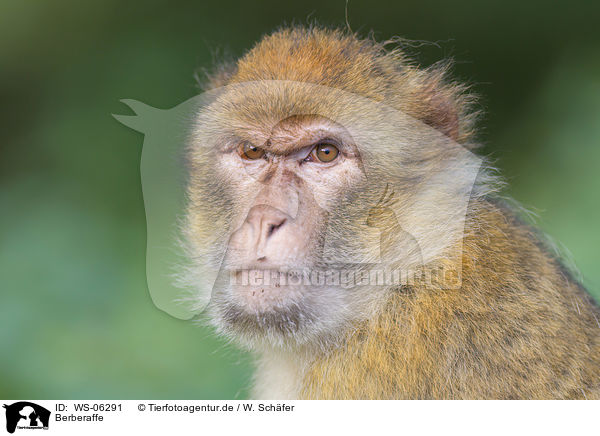 Berberaffe / barbary ape / WS-06291