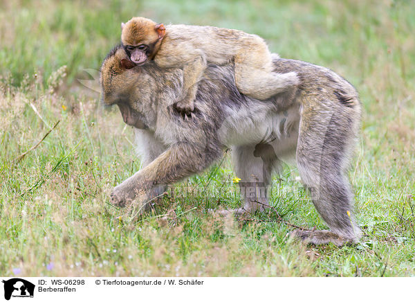 Berberaffen / barbary apes / WS-06298