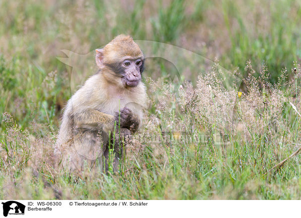 Berberaffe / barbary ape / WS-06300