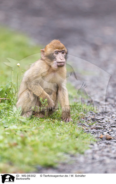 Berberaffe / barbary ape / WS-06302