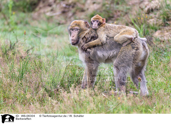 Berberaffen / barbary apes / WS-06304