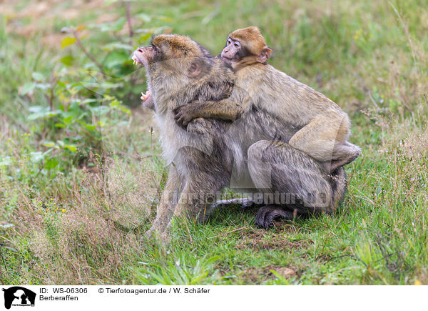 Berberaffen / barbary apes / WS-06306