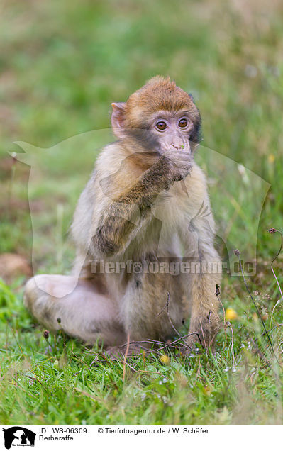 Berberaffe / barbary ape / WS-06309