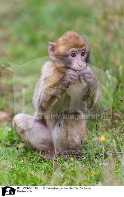 Berberaffe / barbary ape / WS-06310